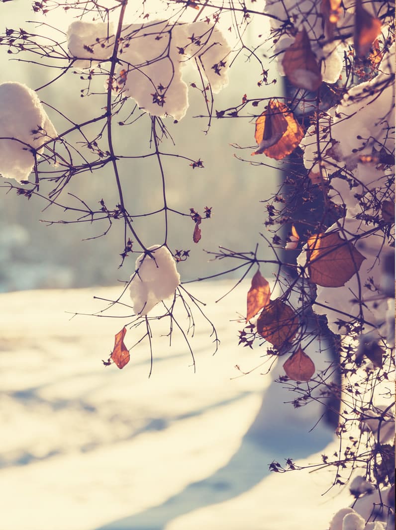 Gefrorene Blätter in Winterlandschaft